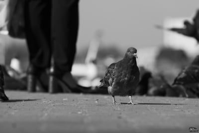 yzjkyjbjmmmxnjuyn2zjmznhzwy1mzi4ngnmmgu5nmuwoty0zju5zju2mju5n2zhztu5yzk0yzc1ntljzdllnqsm-mono_3-400-4857339